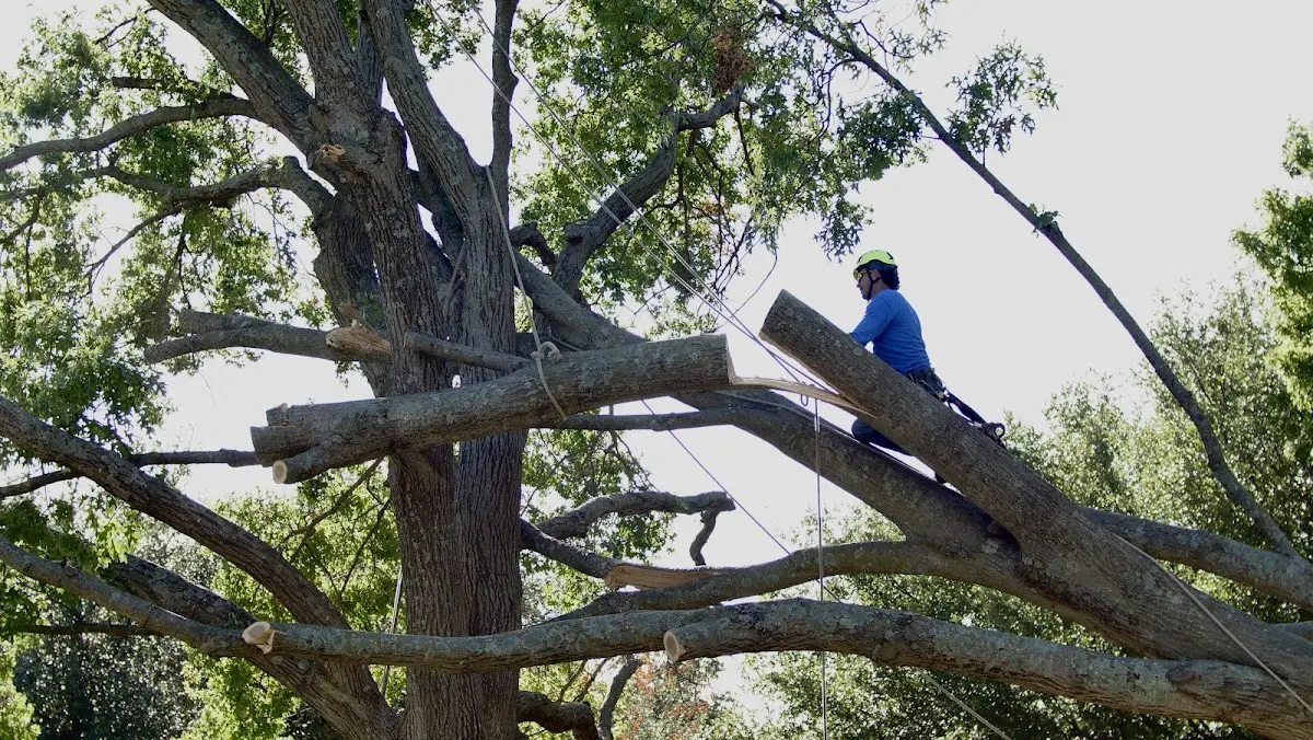 Professional Hazardous Tree Removal performed by certified arborists in Rubicon