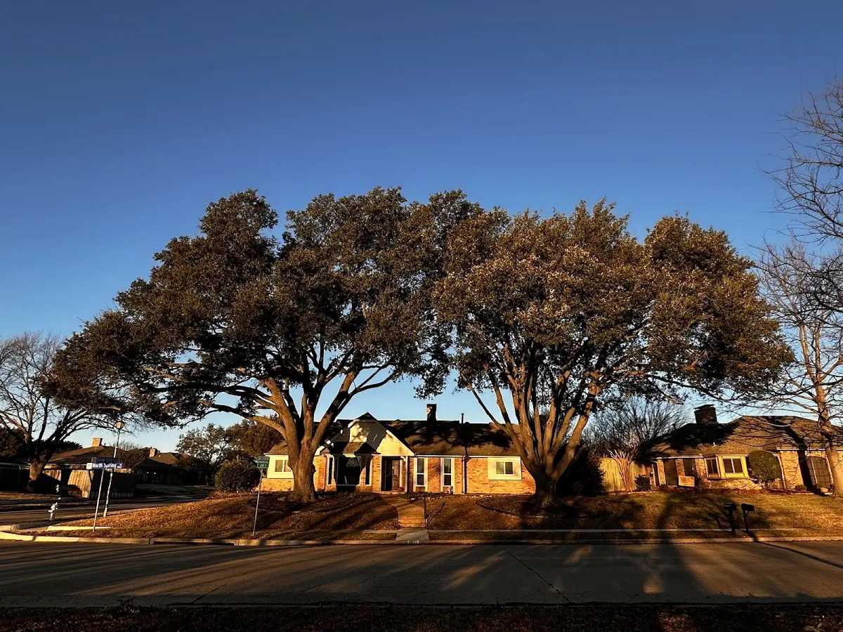 Established residential canopy tree shading a home in Rubicon